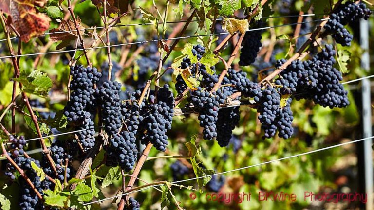 Pinot noir grapes ripe and ready for harvest in a vineyard in Champagne, Cote des Bar