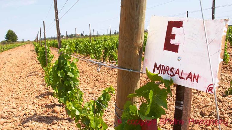 Young marselan vines in pebbly soil in the southern Rhone Valley, Costieres de Nimes