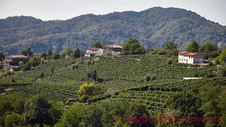 Vineyard landscape in Conegliano-Valdobbiadene (Prosecco) in Veneto