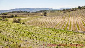 Spring in the vineyards in Roussillon