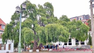 A willow tree (Salix) of the type that inspired aspirin, in Valparaiso, Chile