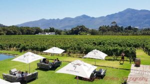 The garden and vineyards at Holden Manz Wine Estate, Franschhoek