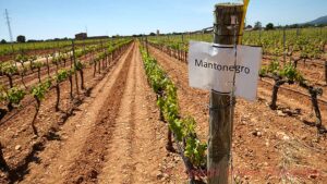 A vineyard in Mallorca planted with the indigenous grape mantonegro