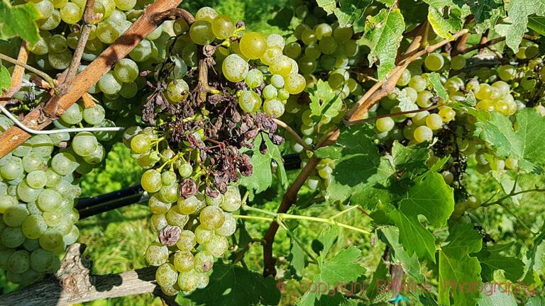 Vines attacked by mildiou (downy mildew) that makes the berries shrivel