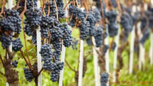 Ripe Nebbiolo ready for harvest in a vineyard in Piedmont