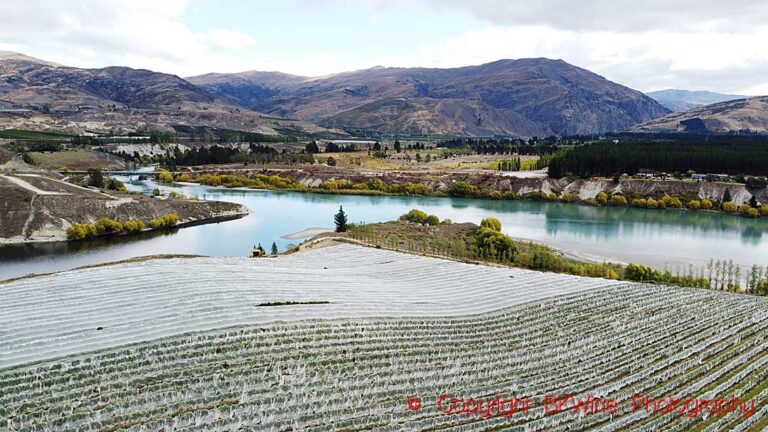 Vineyards in Bannockburn, Central Otago, New Zealand