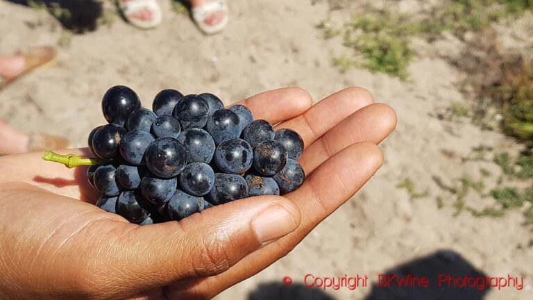 Jeanne Vito, vigneronne (winemaker) at Springfontein vineyards, holding a bunch of grapes, Stanford, Walker Bay, South Africa