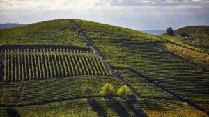 Nebbiolo vineyards in Barolo, Piedmont