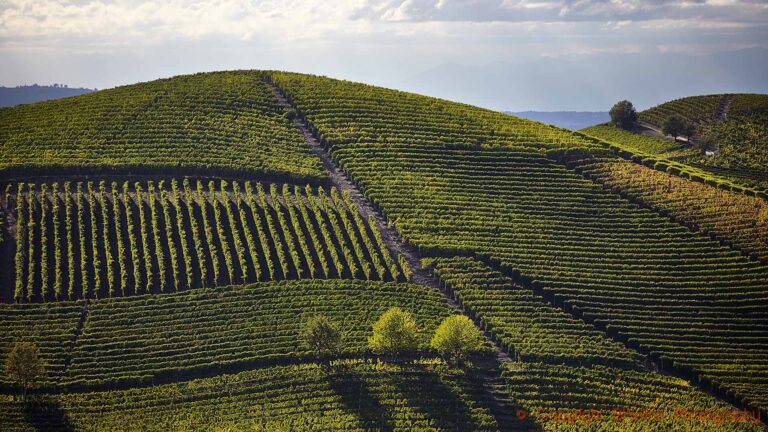 Nebbiolo vineyards in Barolo, Piedmont