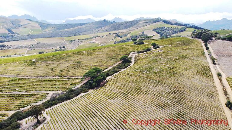 Vineyards at Kaapzicht Wine Estate, Stellenbosch, South Africa