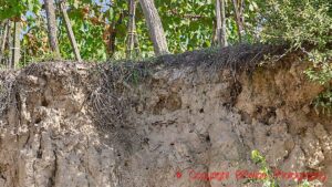 A cross-section of the soil, loess soil, in a vineyards in Austria