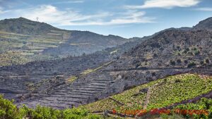 Vineyards and other land damaged by wildfires in Roussillon, France