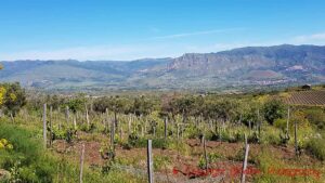 Frank Cornelissen's vineyards on Etna, Sicily