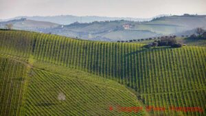 Vineyard landscape in Le Marche, Italy