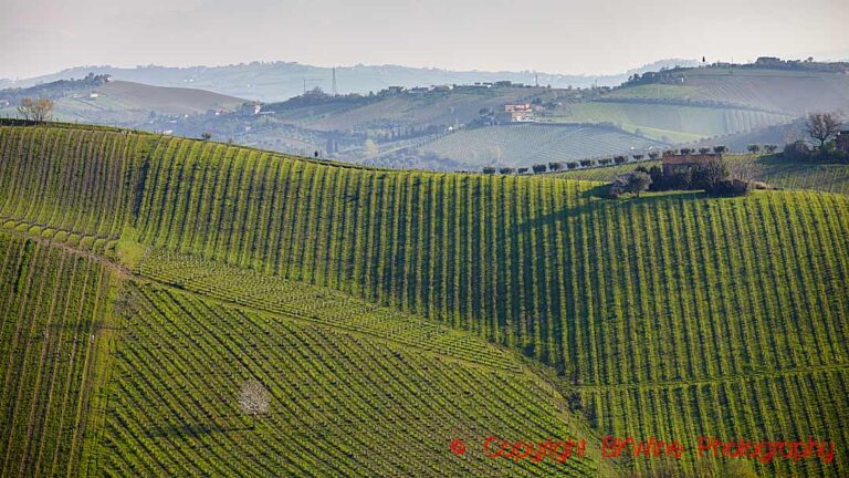 Vineyard landscape in Le Marche, Italy