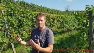 Niki Moser in a vineyard with gruner veltliner at Vitikultur Moser, Kremstal, Austria