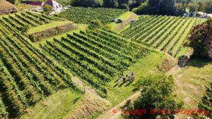 Vineyards and a group of visiting wine-lovers at Vitikultur Moser, Kremstal, Austria