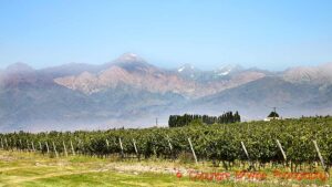 Vineyards and Andes mountains in Uco Valley, Mendoza, Argentina