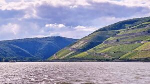 Vineyard landscape with steep slopes along the Rhine river in Rheingau, Germany