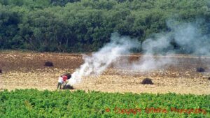 Grubbing up and burning vines in a vineyard in Chateauneuf-du-Pape