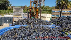 Grapes coming in from the vineyard at harvest at a winery in South Africa