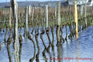 Flooded vineyards in Bourgueil, special mention in OIV Centenary Photo Contest Pau Roca