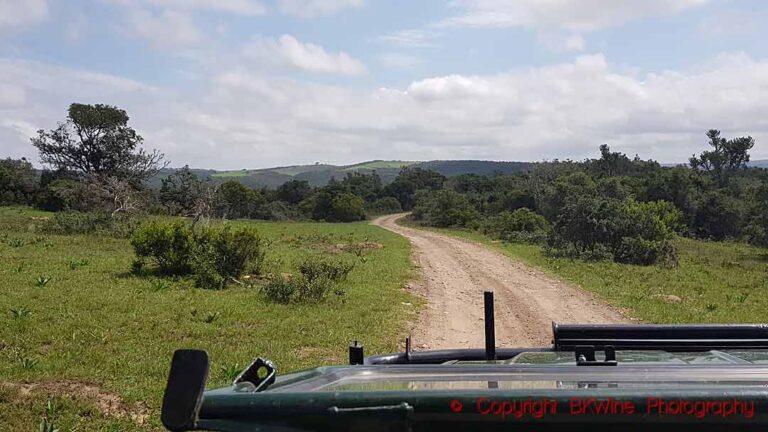 Driving on an dirt road with wheel ruts in a safari jeep in a game reserve in South Africa